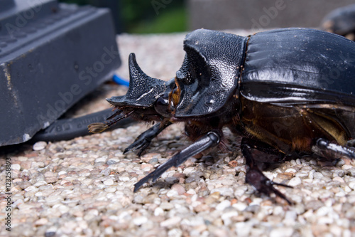 big black metallic Rhinoceros beetle (Heterogomphus chevrolati) on the brick wall photo