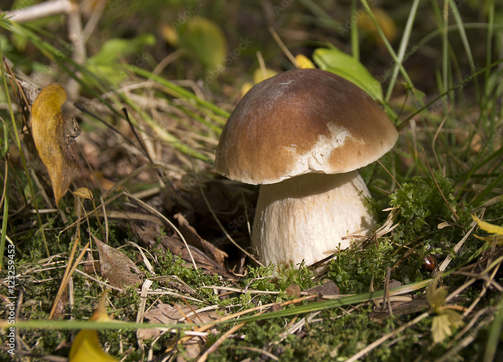 Autumn in the forest. Boletus edulis. Autumn in the forest. Boletus edulis.