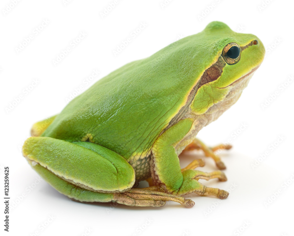 Obraz premium Green frog isollated.