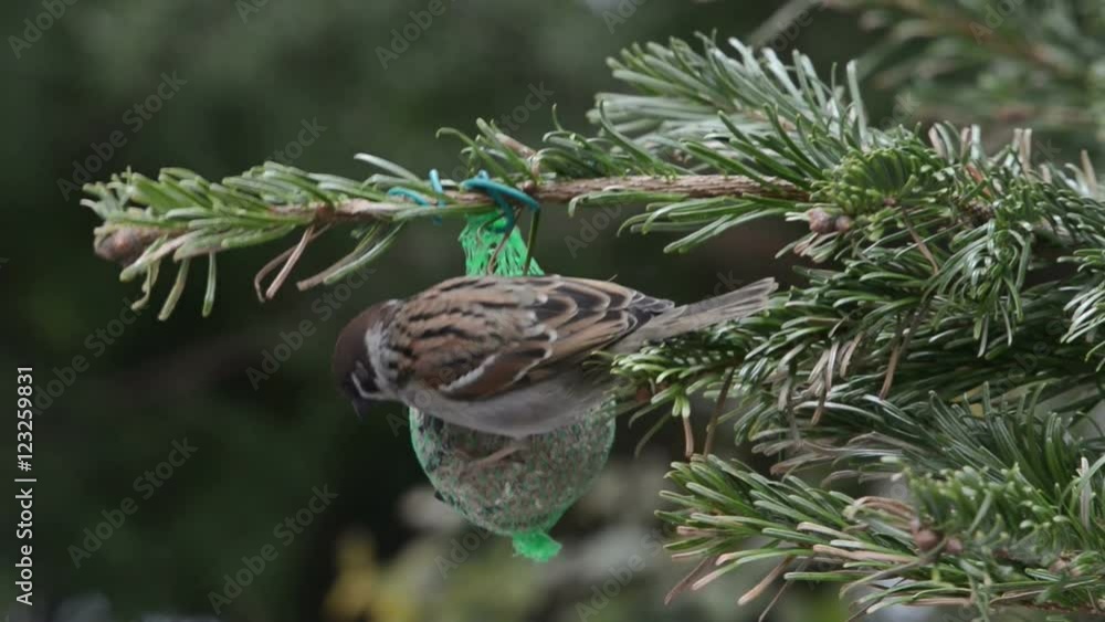 Blue tit and starling feeding on bird fat ball in winter. Blue tit and starling feeding on bird fat ball in winter.