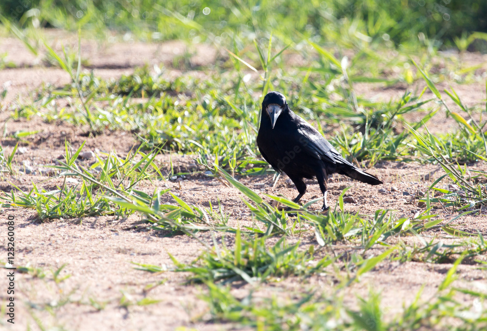 black crow in the grass on the nature black crow in the grass on the nature