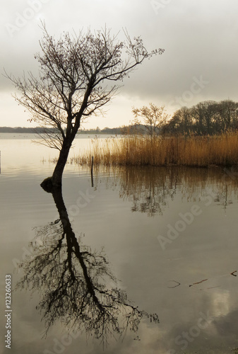Tree with reflecton on water photo