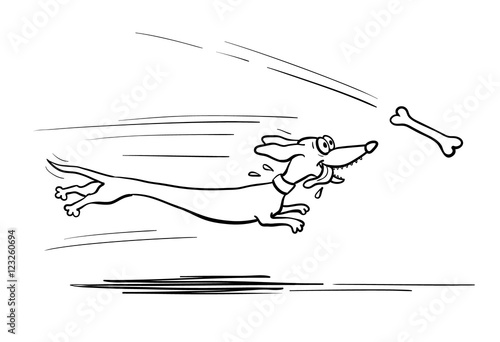 Dachshund dog running for bone
