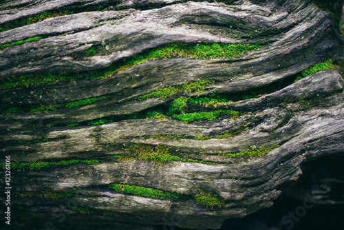 The bark wood with greenery and moss. Nature Texture 