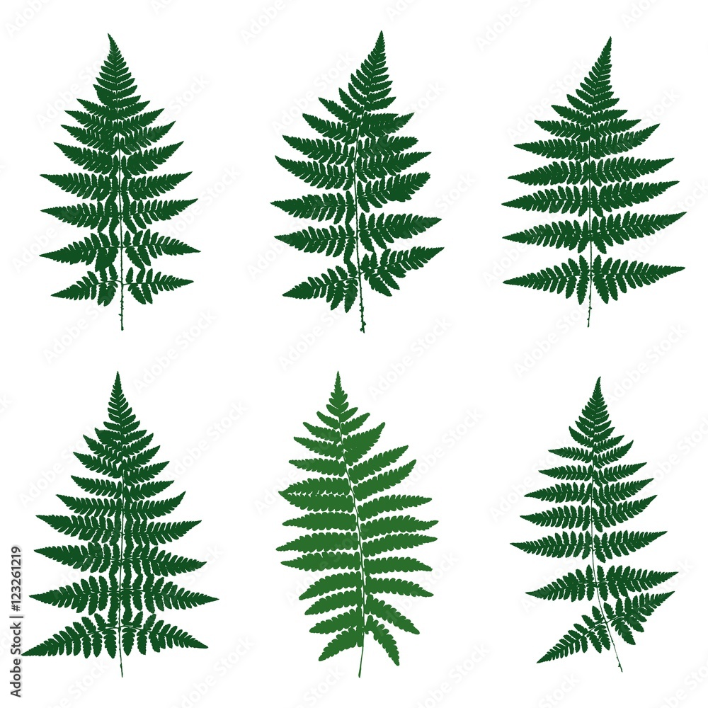 Six silhouettes. Ferns. Vector.