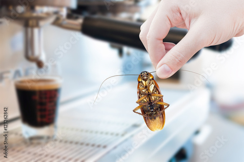 Woman's Hand holding cockroach on coffee machine fresh background, eliminate cockroach in coffee shop and kitchen