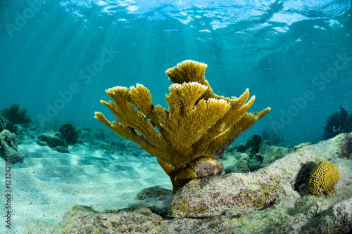Fototapeta Naklejka Na Ścianę i Meble -  Elkhorn Coral and sunlight