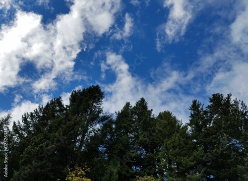 Sky with treetops