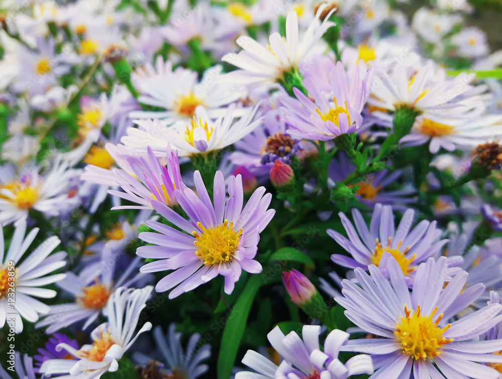 Fototapeta premium Michaelmas daisy