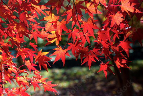 red maple leaves in autumn selective focus