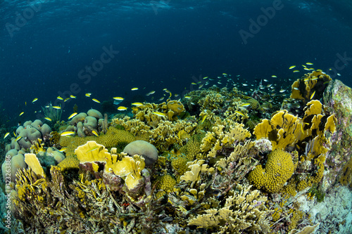 Fototapeta Naklejka Na Ścianę i Meble -  Colorful Coral Reef