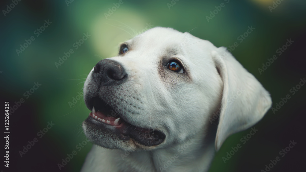 Portrait von einem jungen süßen Hund mit weißem Fell,  spitzen Zähnen und großen Augen