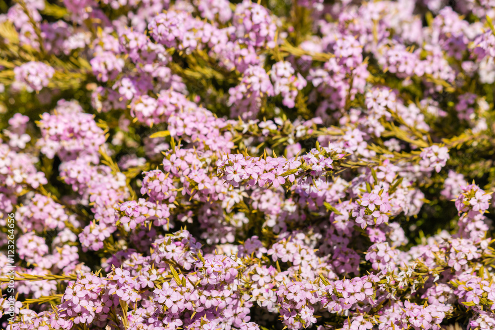 closeup of pink breath of heaven shrub flowers