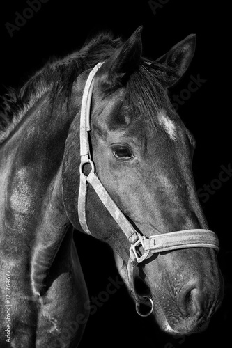 Black horse portrait on the dark background  black and white photography