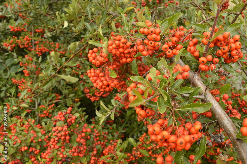 Pyracantha coccinea - bush showered with beautiful, small red fruits
