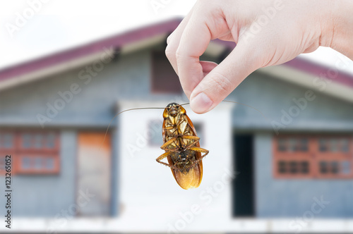 Woman's Hand holding cockroach on house background, eliminate cockroach in house