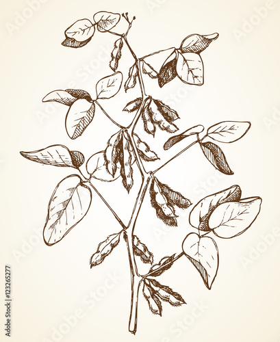 vector illustration soy beans branch