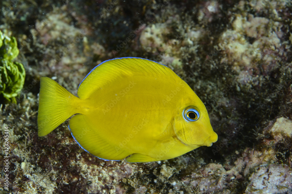 Yellow fish with blue eyes Yellow fish with blue eyes