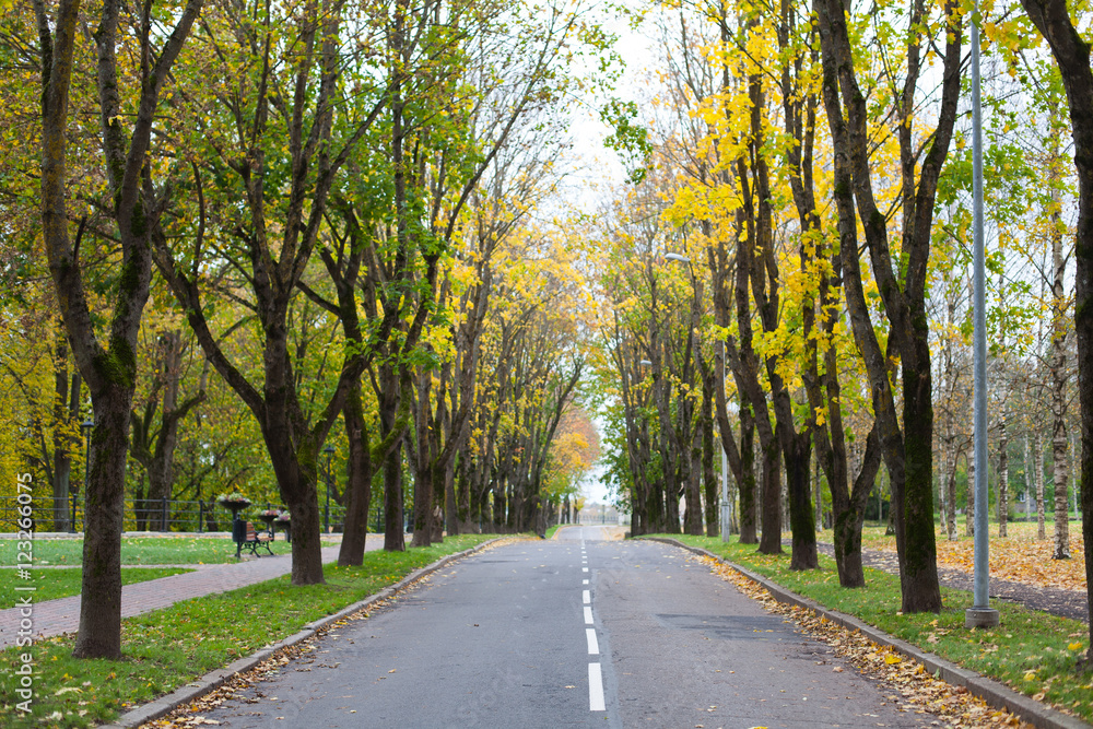 Naklejka premium Empty car driveway in the city lined with colorful autumnal trees in fall season