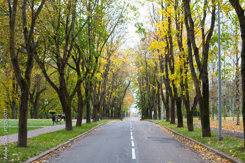 Empty car driveway in the city lined with colorful autumnal trees in fall season