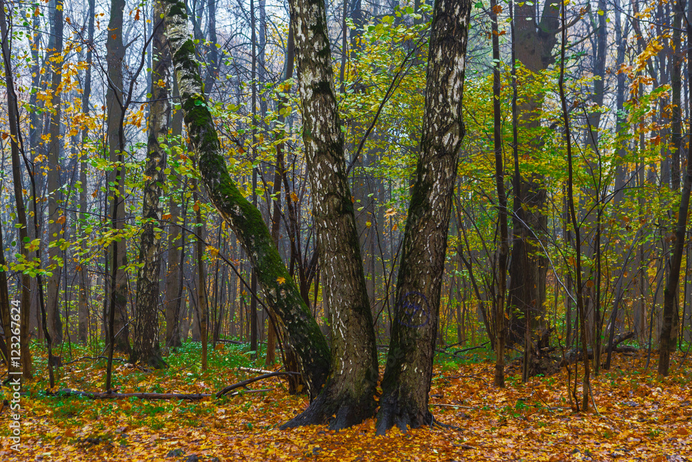 Three birches in the wood