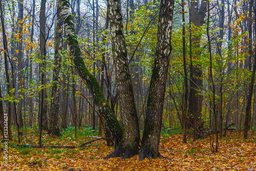 Three birches in the wood