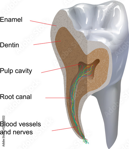 Tooth cross-sectional