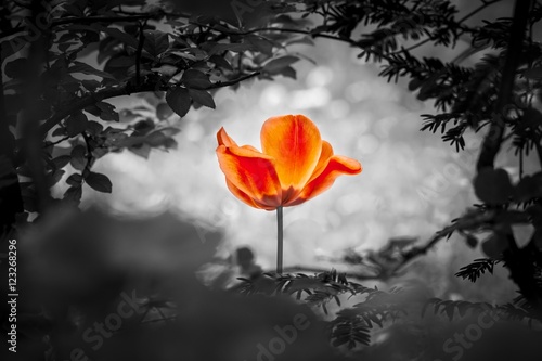 Auferstehung von schöner Tulpe in rot für Frieden Liebe Hoffnung. Die Blume ist Symbol für Stärke von Leben und Seele sowie die Kraft über Trauer und Sorgen als auch die Heilung von Stress und Burnout