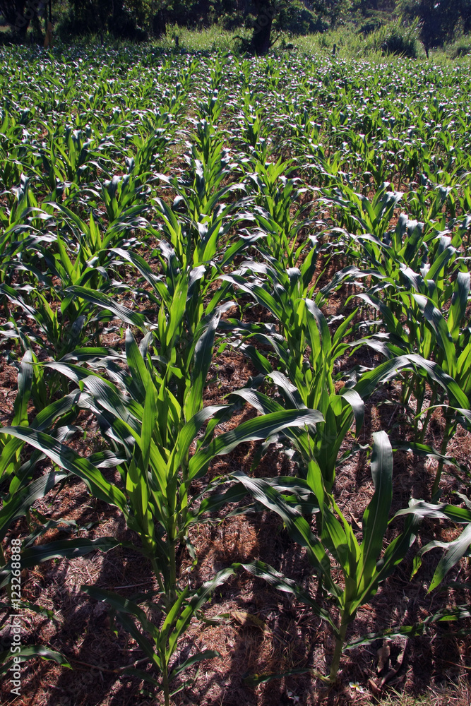 Maize crop growing in rows texture/background Maize crop growing in rows texture/background
