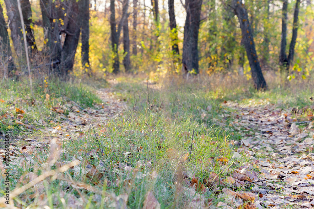 Path in the autumn forest blurred. The path is strewn with dry leaves Path in the autumn forest blurred. The path is strewn with dry leaves