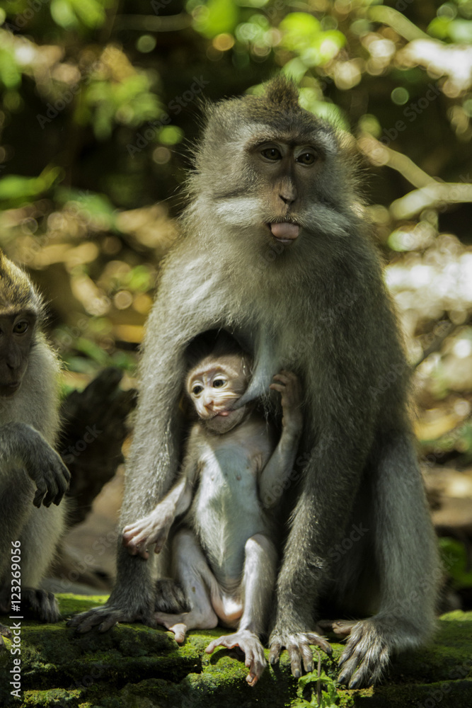 Naklejka premium Feeding Time