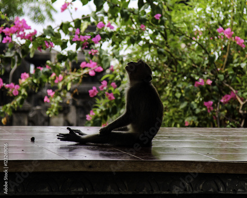 Zen Monkey photo