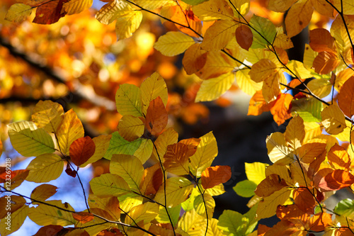 color palette of autumn