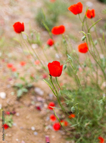 Fototapeta Naklejka Na Ścianę i Meble -  Flower of red poppy on nature