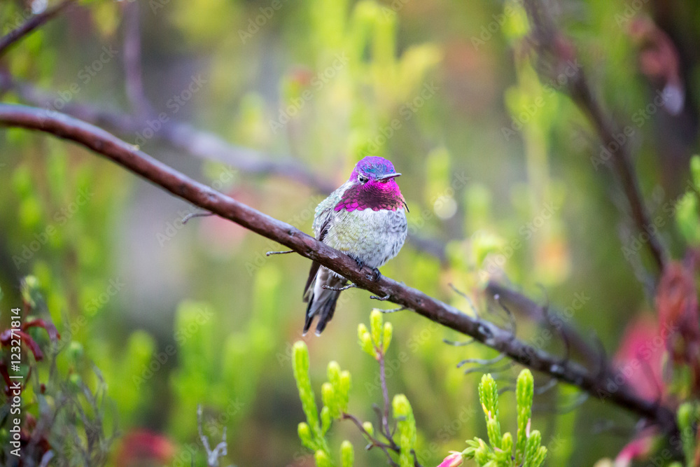 Obraz premium Anna's Hummingbird (Calypte anna) perched on a branch in a colorful garden. Santa Cruz, California, USA.