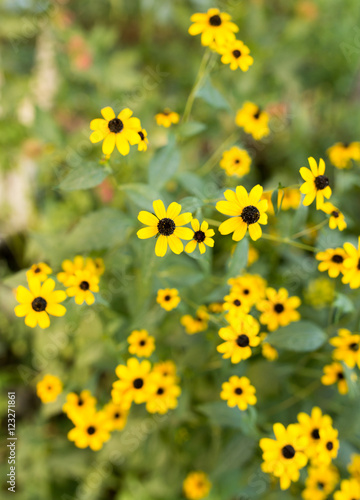 beautiful yellow flower in nature © schankz