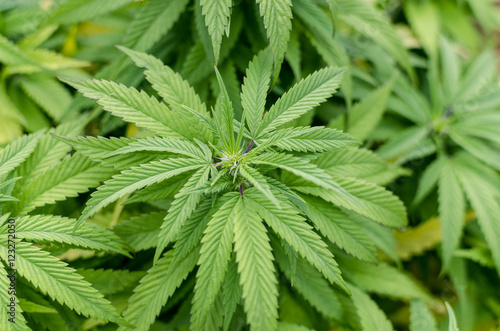 Fototapeta Naklejka Na Ścianę i Meble -  Cannabis plants