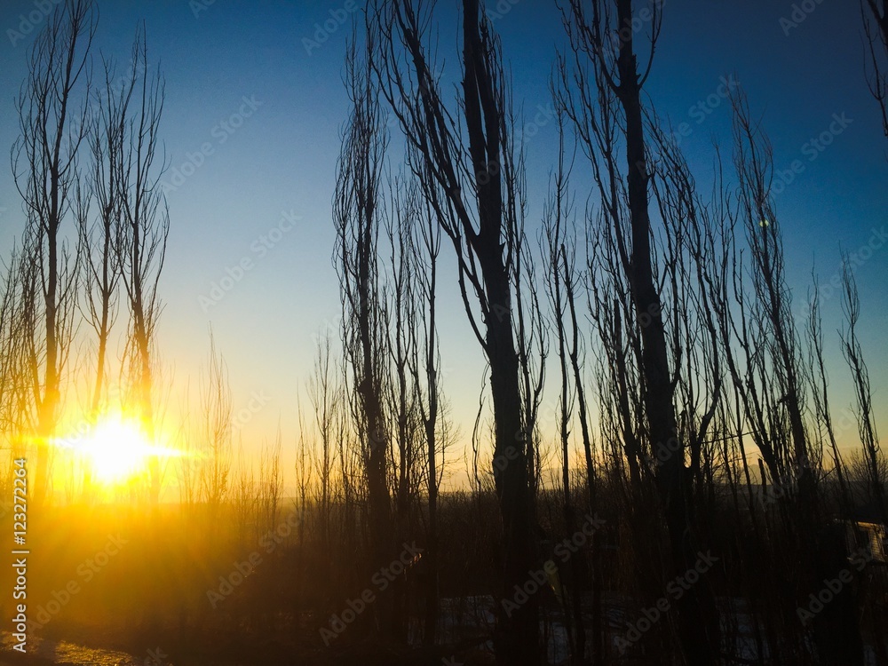 Sun between the Trees