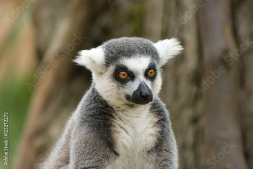 portrait of Madagascan ring tailed lemur © Kaboodle