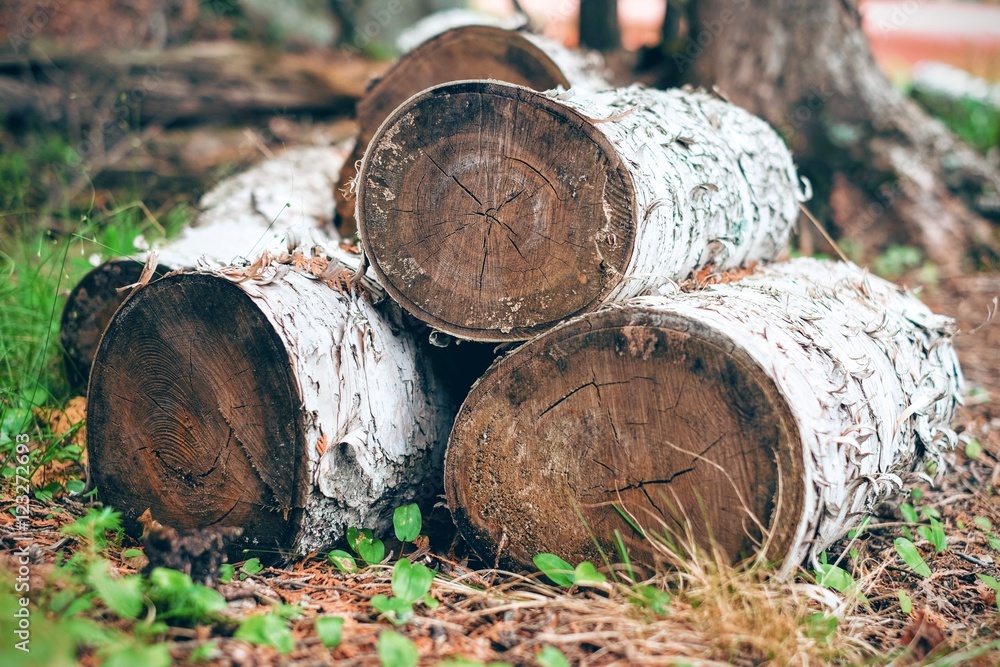 Birch tree wood logs cut on the ground Birch tree wood logs cut on the ground