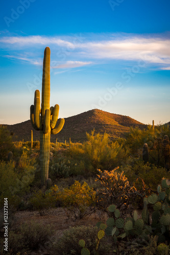 Arizona Desert Landscapes