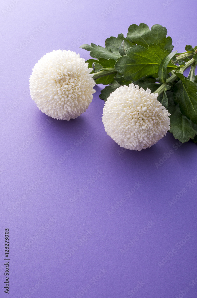 菊 菊