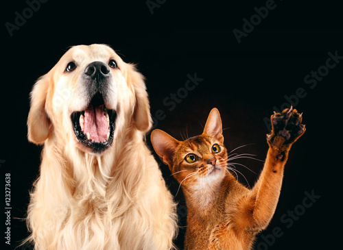 Canvas Print Cat and dog together, abyssinian kitten , golden retriever looks at right