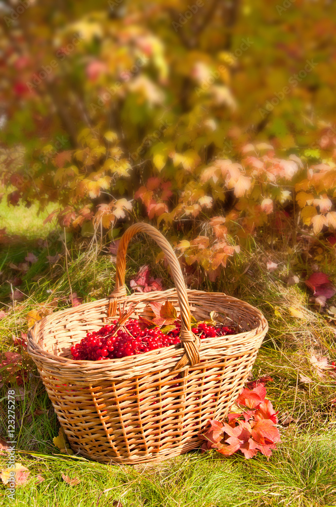 Beautiful Autumn. Autumn harvest in basket Beautiful Autumn. Autumn harvest in basket