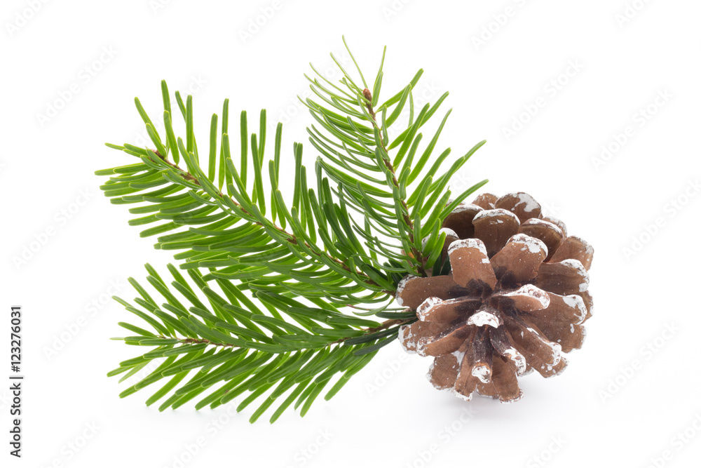 Fototapeta premium Fir tree branch and cones isolated on white background.