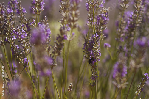 lavender close up with bee