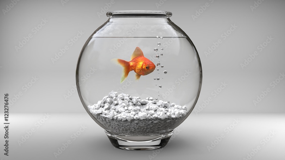 Gold fish in a small fish bowl Stock Photo