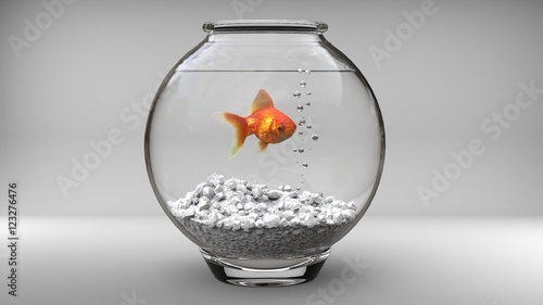 Gold fish in a small fish bowl