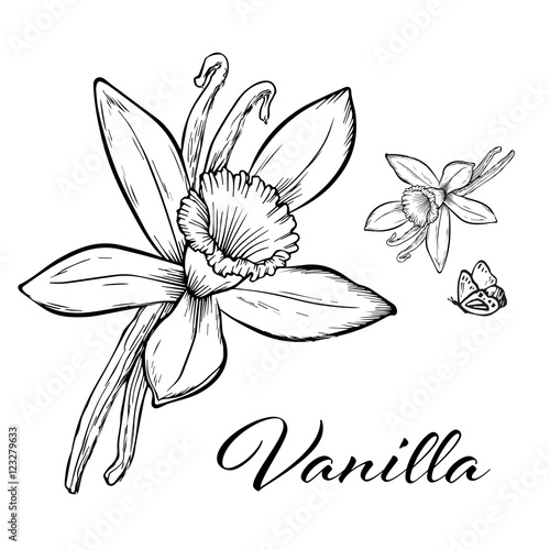 Vanilla pods and flower