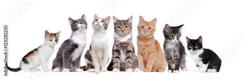 A group of cats sitting in a raw on white background